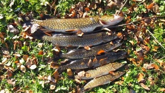 Осенняя Ловля щук на жерлицы. смотреть онлайн