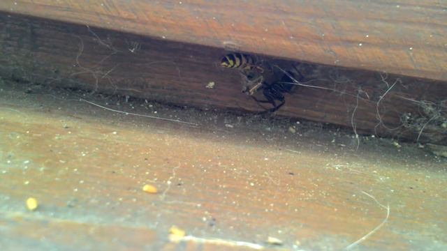 Пьяная Оса vs Паука смотреть онлайн