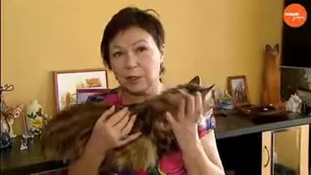 Ваша кошка решила выйти замуж смотреть онлайн