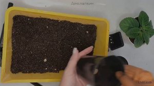 ГЛОКСИНИЯ от ПОСЕВА до ЦВЕТЕНИЯ! #глоксиния #посевглоксинии #сеемглоксинию