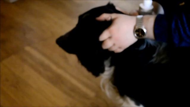 Как правильно чистить уши собаке с висячими ушами смотреть онлайн