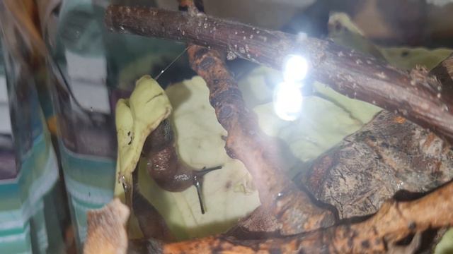#slug #nature #animals #home #youtube #video #слизень #природа #животные #дом #ютуб #видео #GE_Feel смотреть онлайн