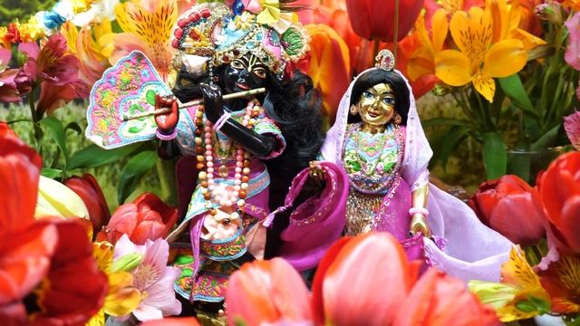 ?? Я цветущая весна. Весенние Даршаны Шри Шри Радха Шьямасундары. Май 2021. Варшана. Харьков смотреть онлайн