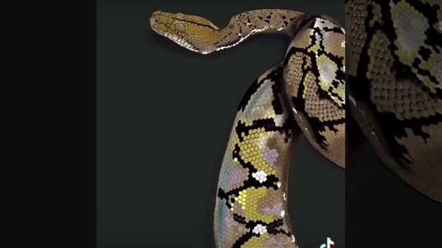 Work in progress reticulated python painting смотреть онлайн