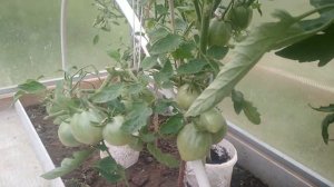 Самые ранние огурцы, помидоры и перцы. Салат Айсберг - супер салат!