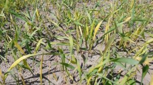 Гербицид Пантера Результат после 8 дней