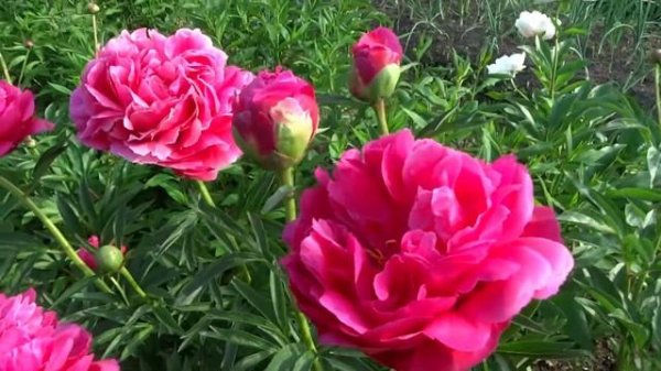 Пион ХАРИЗМАТИК / Paeonia CHARISMATIC - ОБЗОР, ОПИСАНИЕ, ЦВЕТЕНИЕ, ОТЗЫВ
