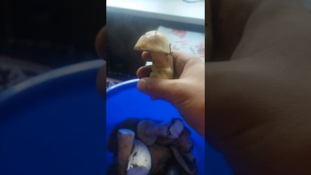 грибы смотреть онлайн