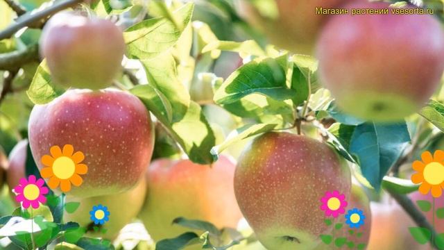 Яблоня Синап Северный. Краткий обзор, описание характеристик Malus Domestica Sinap Severnyy