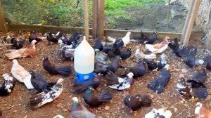 #ВЕРТУНЫ ГОЛУБИ 3 ноября 2022 г.