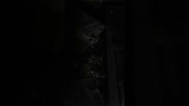 Вызвала матного гнома/жесть😨😨😨😱😱😱😱 смотреть онлайн