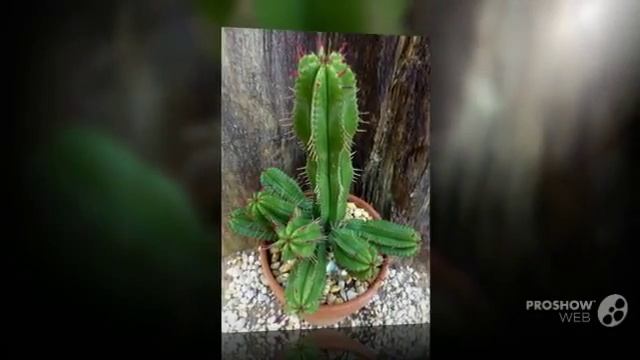 Synadenium - garden plants смотреть онлайн