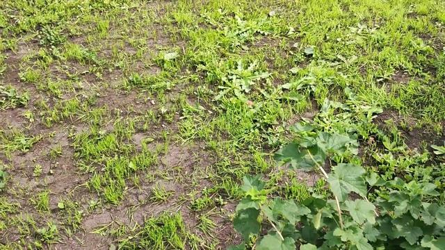 Что будет если посеять газон без обработки сорняков. Ничего хорошего не вышло смотреть онлайн