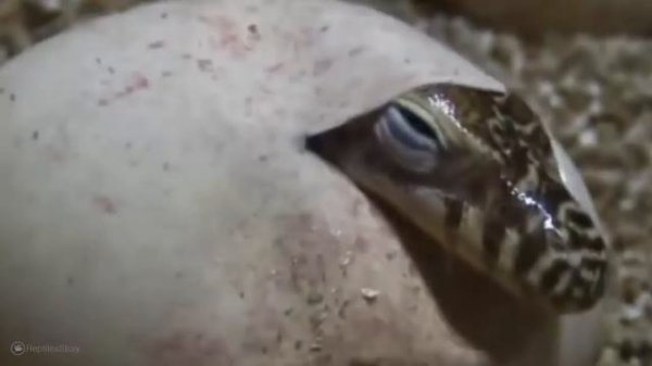 20 Unusual Animals That Will Amaze You