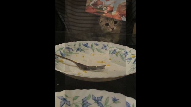 Шотландский Вислоухий котенок Кнопочка 1.5-3.5 мес смотреть онлайн