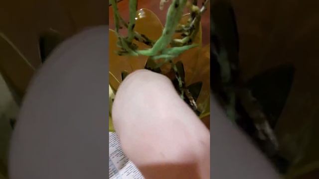 #ОРХИДЕИ Часть 2. Успешная реанимация цветущей орхидеи Фаленопсис(белой). смотреть онлайн
