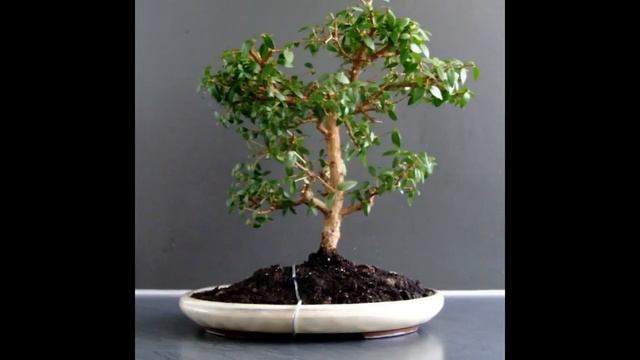 Myrtus communis compacta Dwarf Myrtle смотреть онлайн
