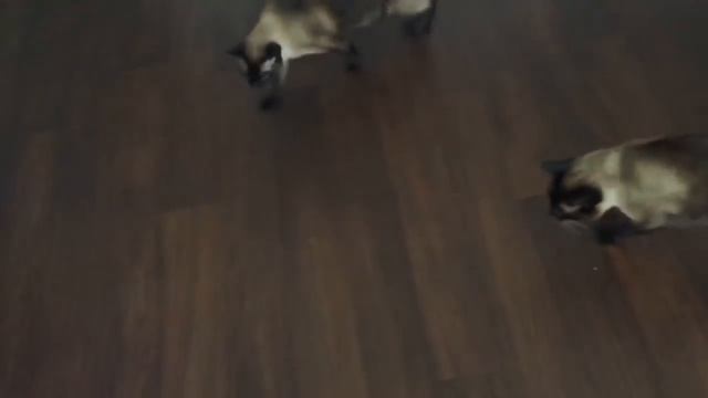 Кот Басё - это такой сиамский мужчина, который не любит напрягаться =^..^= СИАМСКИЕ КОШКИ смотреть онлайн