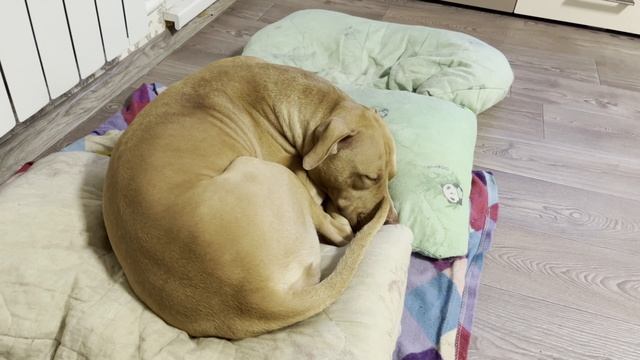 Любимые подушки Питбуль-Лишны, сопит под музыку?? смотреть онлайн