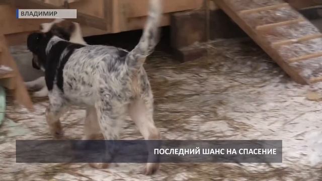 2016 11 15 HD Помощь бездомным собачкам смотреть онлайн