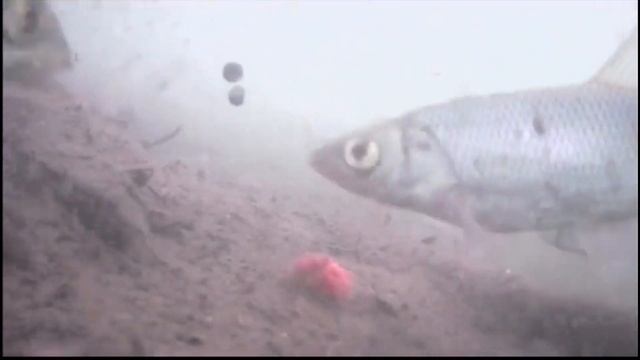 Смотрим реакцию рыбы на китайское пылящее тесто с молотыми ракушками улитками червями и креветками