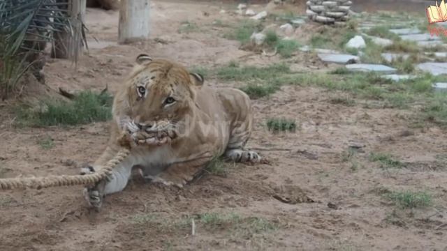 BREDLEY MARTYN VS LIGER ( TUG OF WAR ) смотреть онлайн