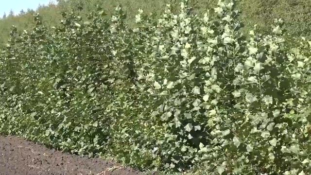 Ель европейская, лиственница сибирская смотреть онлайн