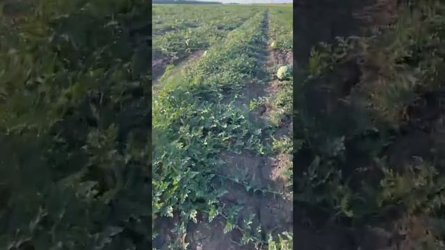 Арбуз оптом Краснодарский край смотреть онлайн