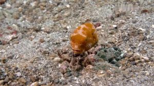 Дикая природа океанов 1 часть  Wildlife of the oceans 1 part