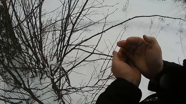 Липовые почки зимой смотреть онлайн