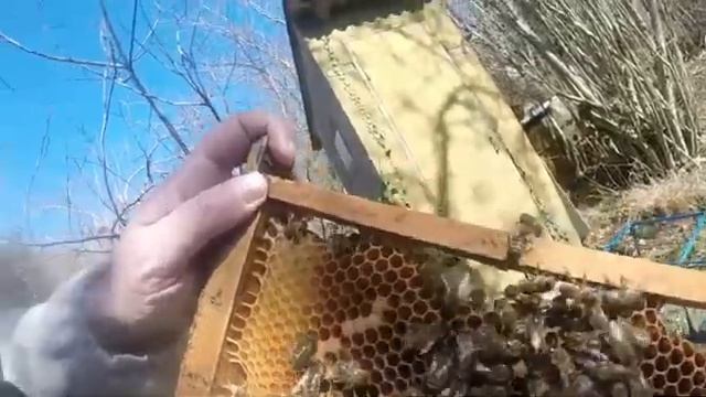 Осмотр пчелиной семьи весной смотреть онлайн