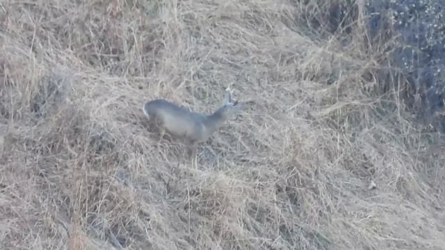 Охота на Сибирскую косулю. Каракастек, Алматинская область, 2020. Siberian roe deer hunting, Almaty смотреть онлайн
