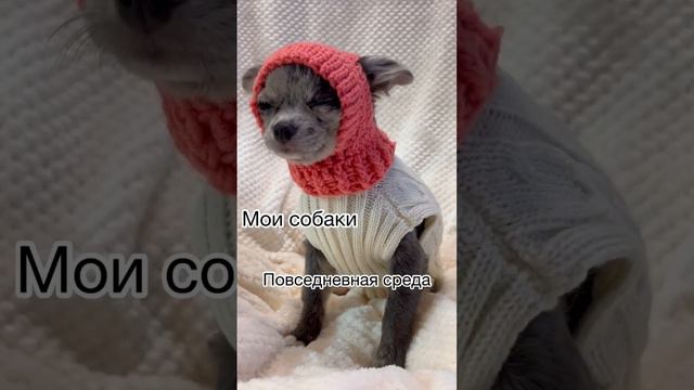 #чихуахуа #маленькиесобачки смотреть онлайн