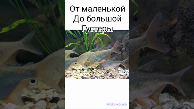 #густера#смешные картинки# смотреть онлайн
