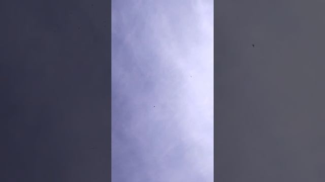 Бакинские мраморные голуби г.Талдыкорган 2021г. смотреть онлайн