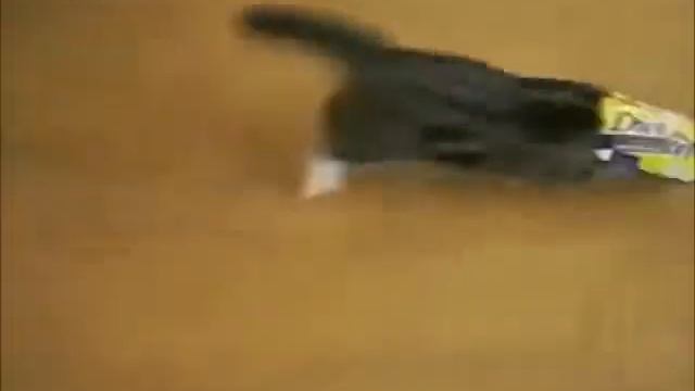 Смешные КОШКИ