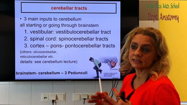 6th week: Brainstem pathways and reflexes - Part I. смотреть онлайн