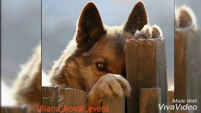 Стих. Друг. Собака. Братья наши меньшие. Ульяна Коваль смотреть онлайн