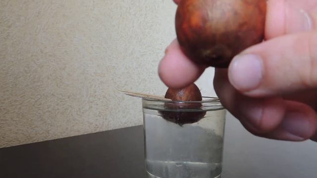 Как посадить авокадо дома. Проращивание семени авокадо смотреть онлайн