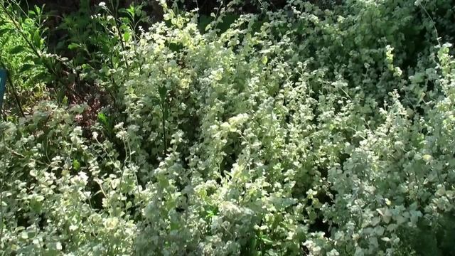 Kirstenbosch National Botanical Garden (South Africa) смотреть онлайн