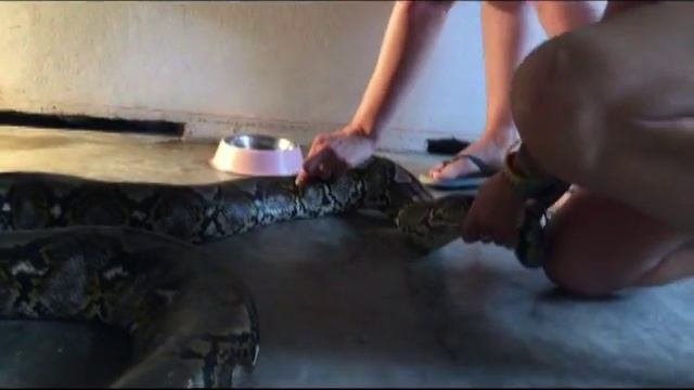 Rescued Monty Python Haadrin Full Moon Koh Phangan смотреть онлайн