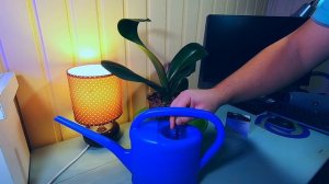 Никотиновая кислота стимулятор роста для орхидей, как использовать удобрение.