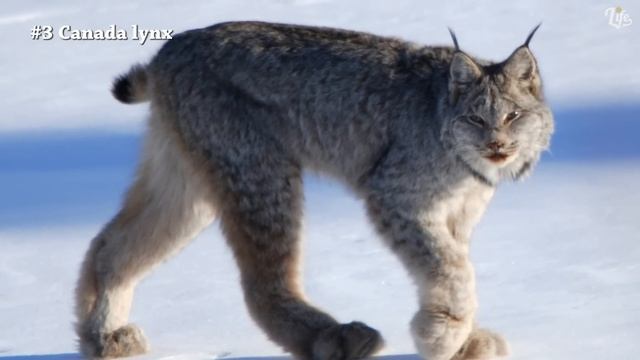 Top 5 Dangerous House Cats with Wild Heritages смотреть онлайн