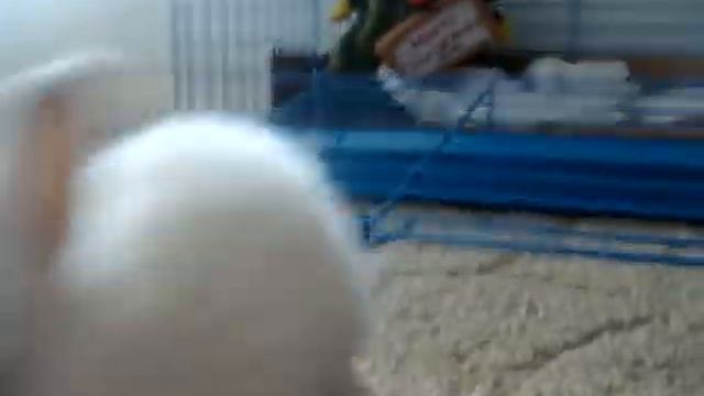 My Pet Bunny =] смотреть онлайн