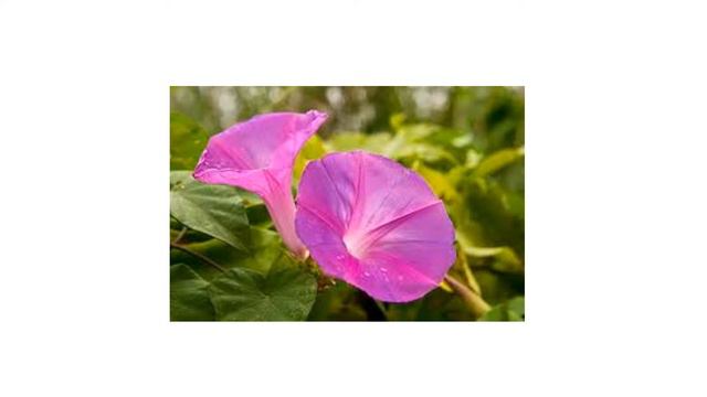 Flashcards for Learning: Compilation of "General Knowledge" Playlist (Shichida, Heguru) смотреть онлайн