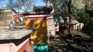 Как получить майский мёд.