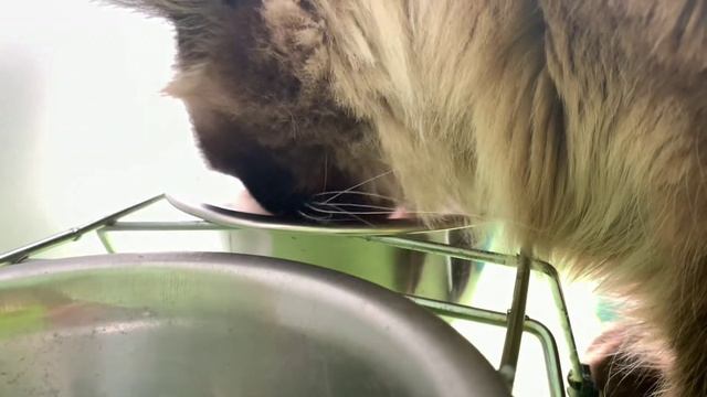 КУШАЮ🍇 | ХОЛОДА уже БЛИЗКО❄️ | Смотрим в окно🐈 | Кошка Маруся смотреть онлайн