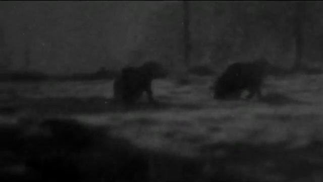 Sangliers en Chartreuse de nuit смотреть онлайн