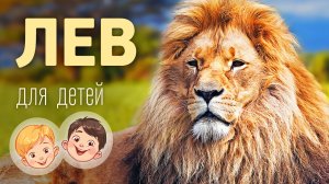Лев. Видео про животных для детей 3+