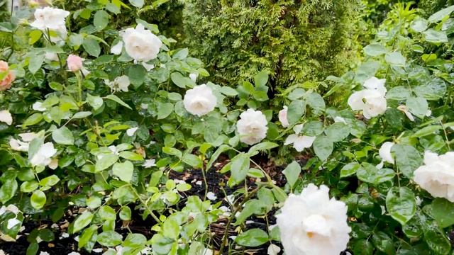 ? Winchester Cathedral Rose (AUScat) // David Austin Romantic Rose // 2nd Year смотреть онлайн